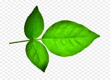 Bel Patra png