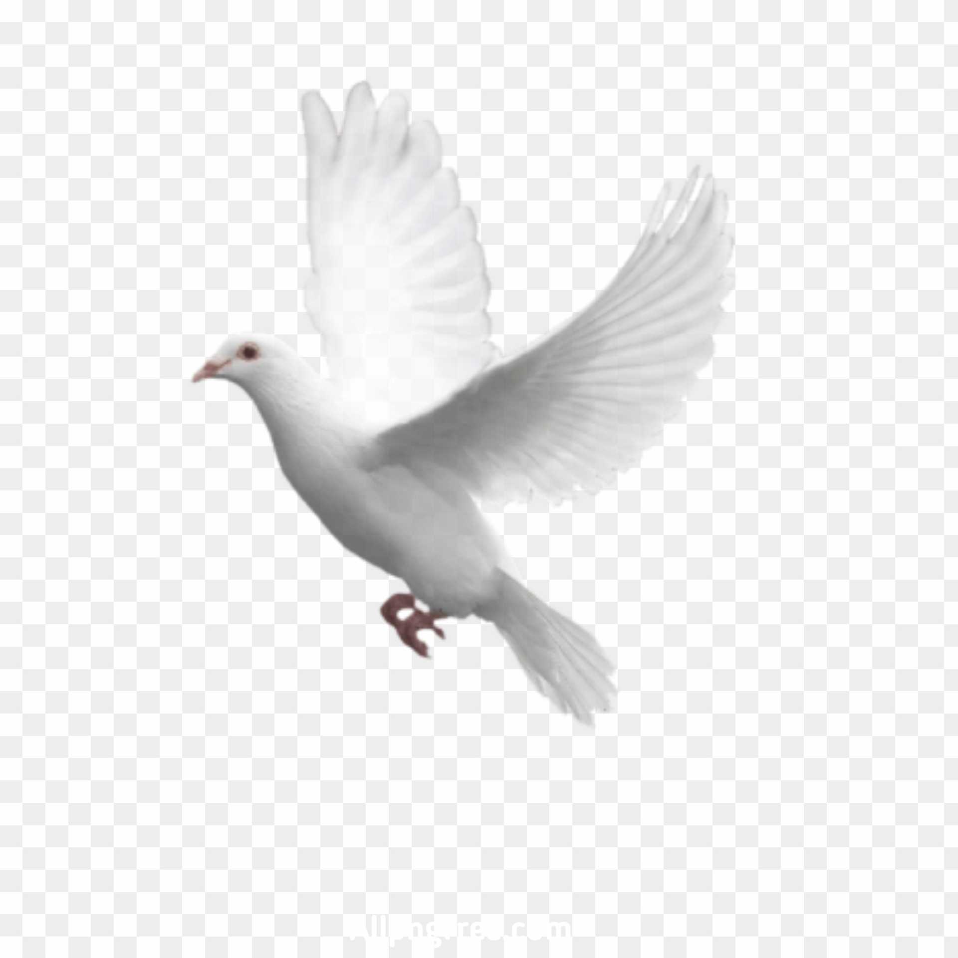 Kabutar PNG images 