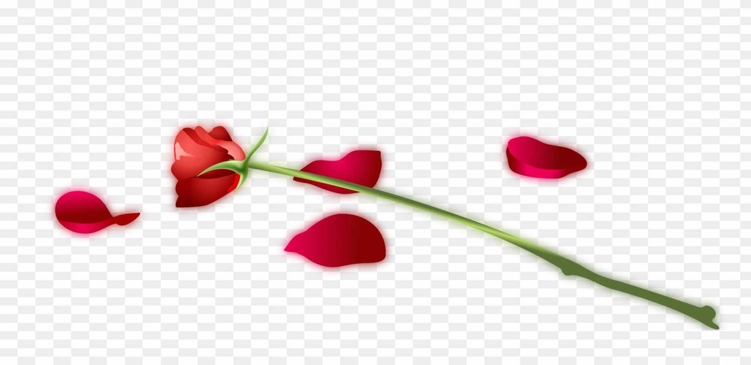 Rose Flower png