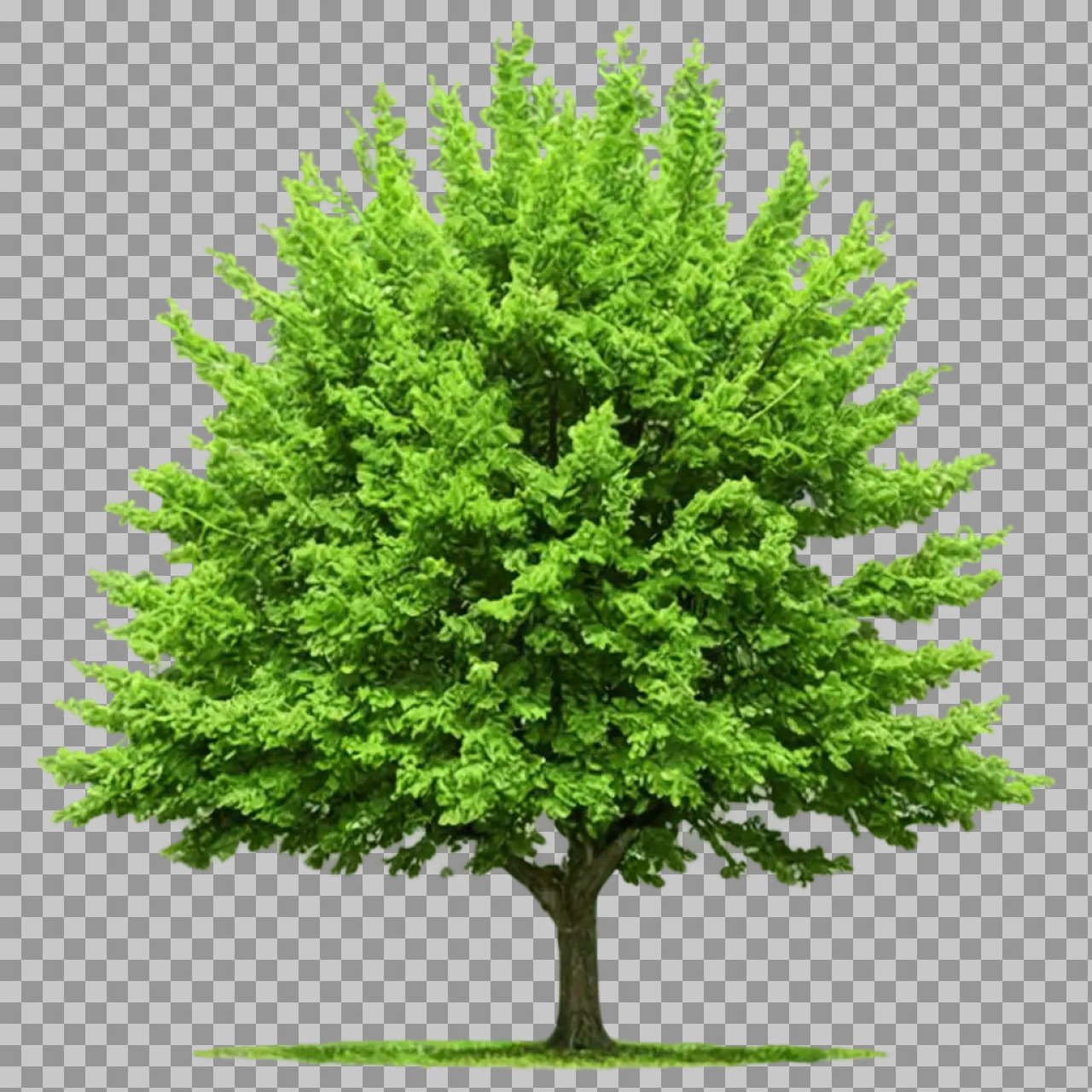 Green Tree PNG Transparent Image | Nature and Plant PNG