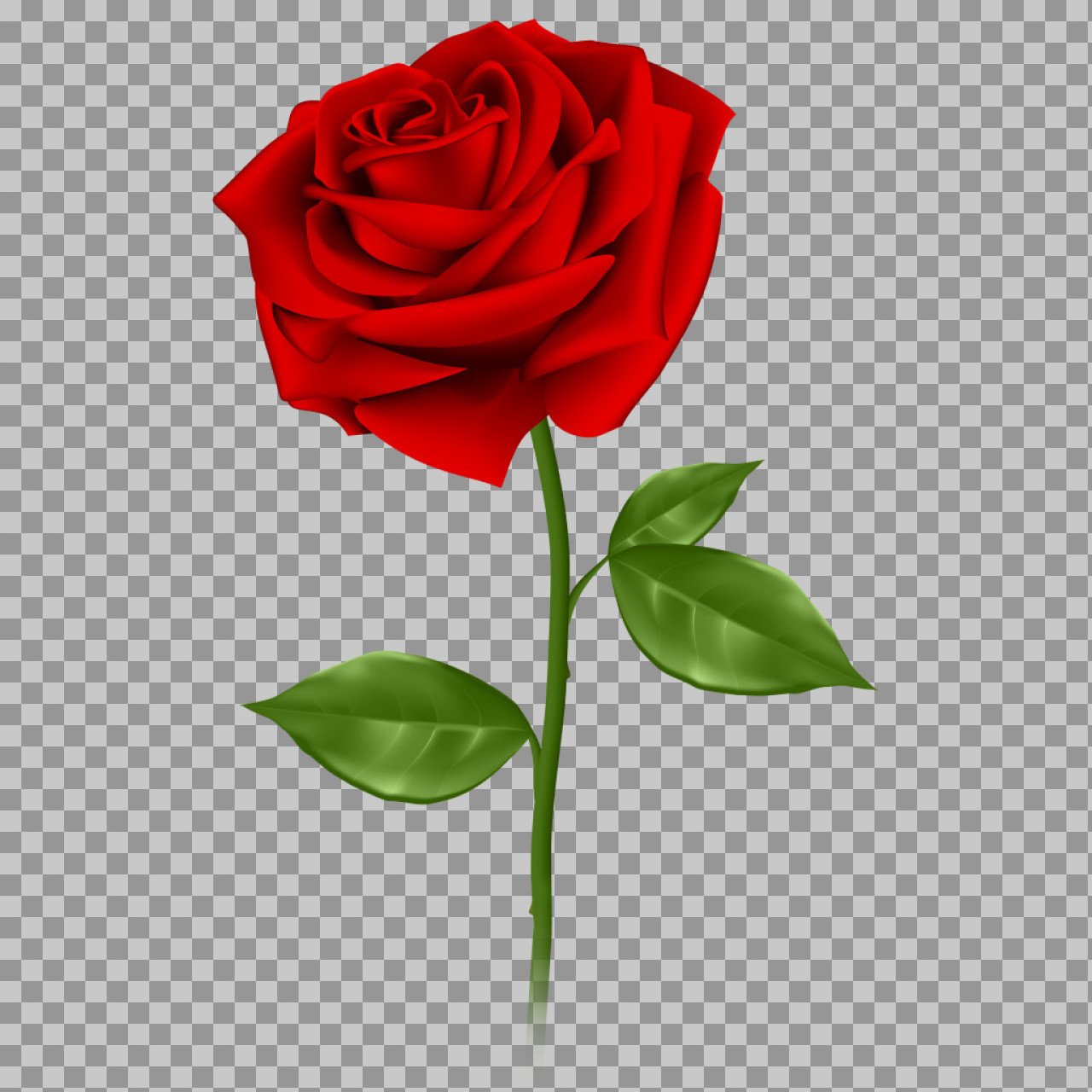 Red Rose PNG | Realistic Flower Graphic for Design