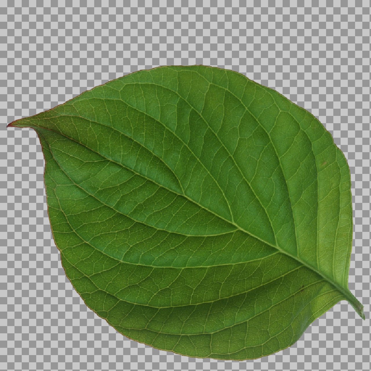 Green Leaf PNG - High-Resolution Transparent Botanical Image