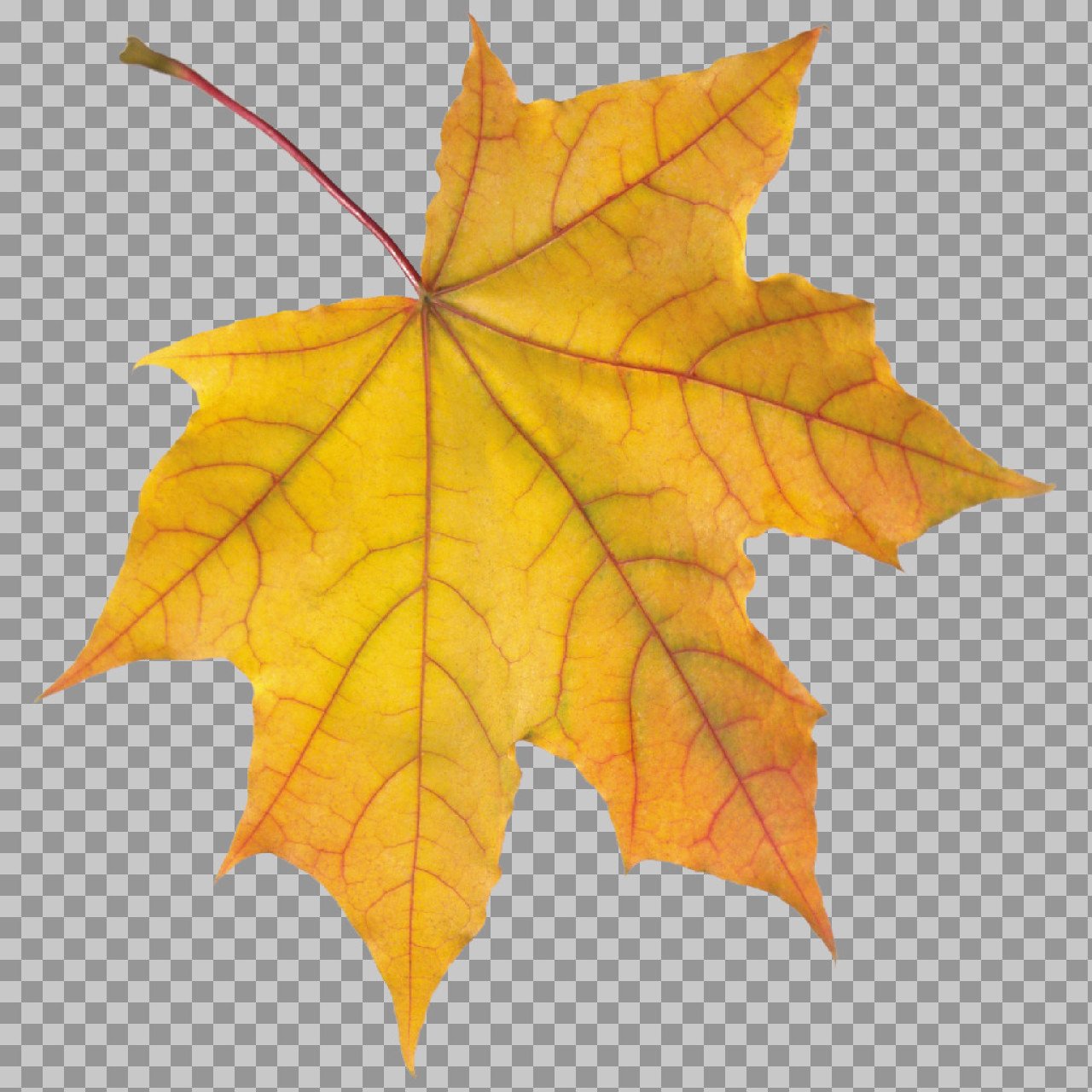 Yellow Maple Leaf PNG - Transparent Autumn Foliage Image