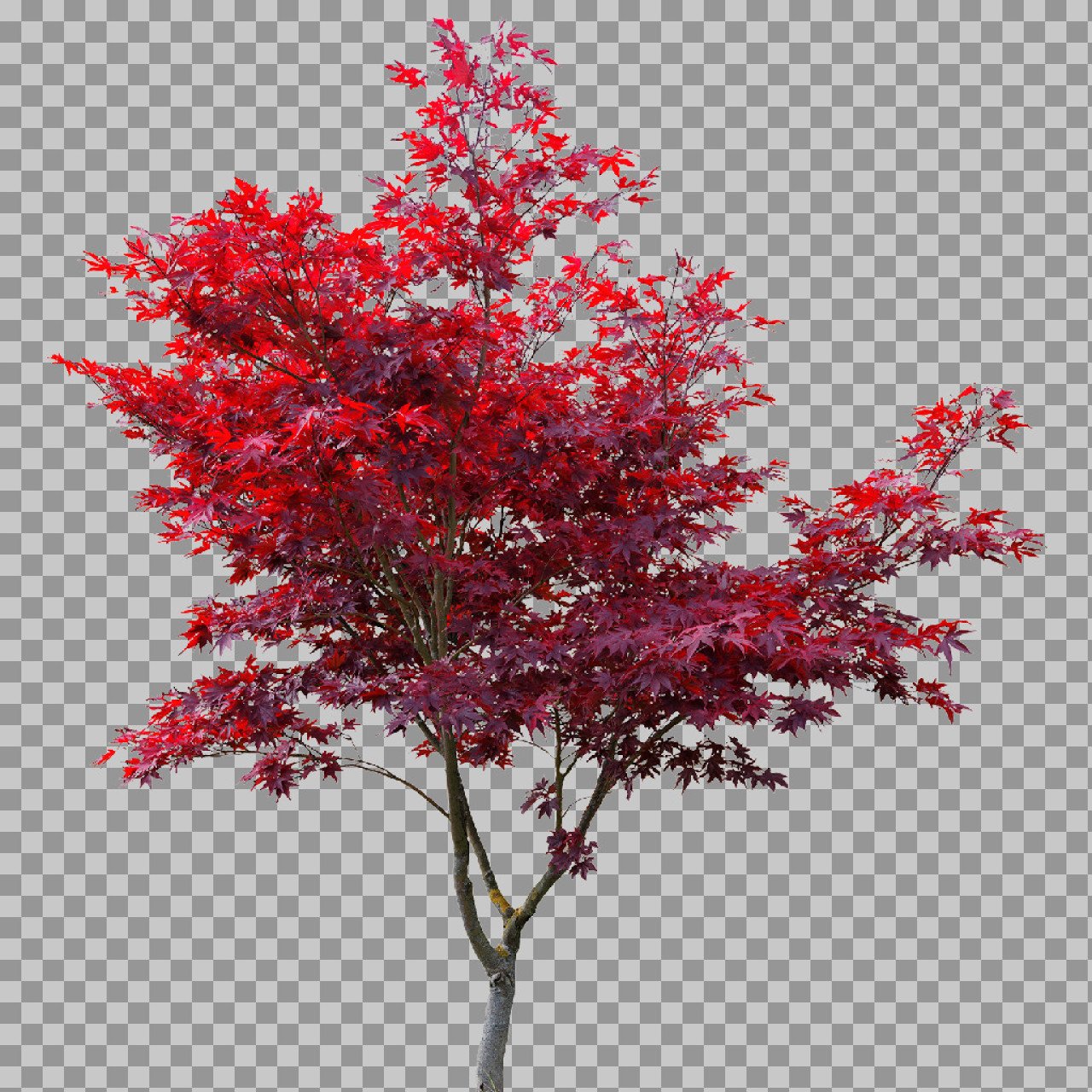 Red Japanese Maple Tree PNG Image | High-Res Botanical Asset