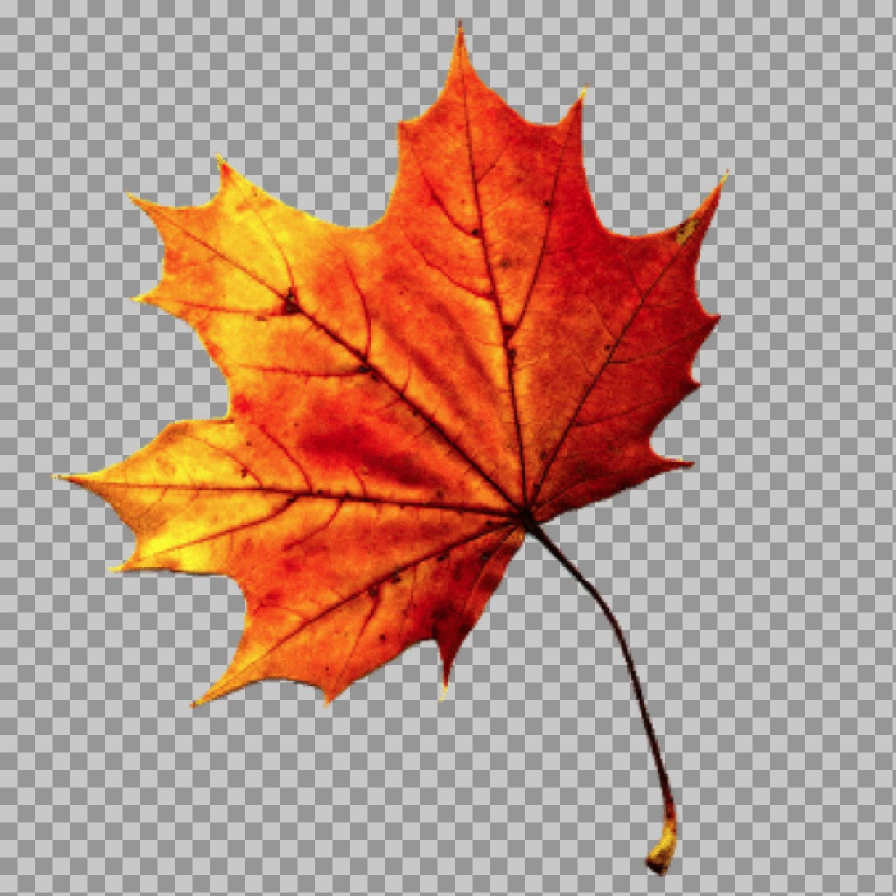 Autumn Maple Leaf PNG Transparent – Orange Fall Leaf Image