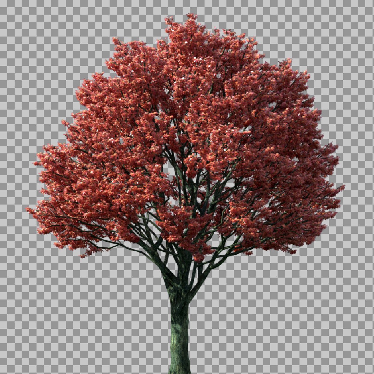 Red Autumn Tree PNG Transparent – Fall Foliage Tree Image