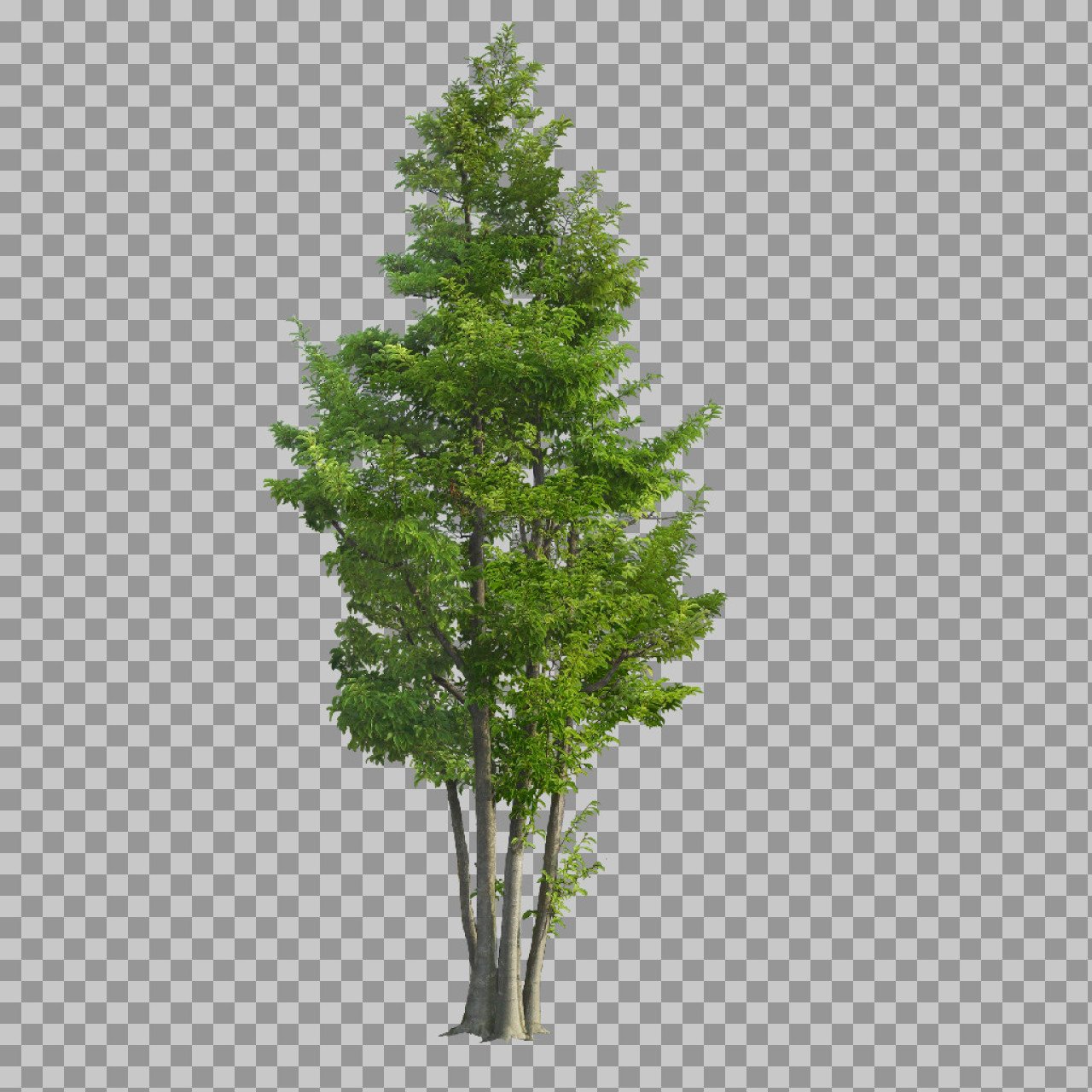 Green Tree PNG Transparent – Tall Isolated Tree Image