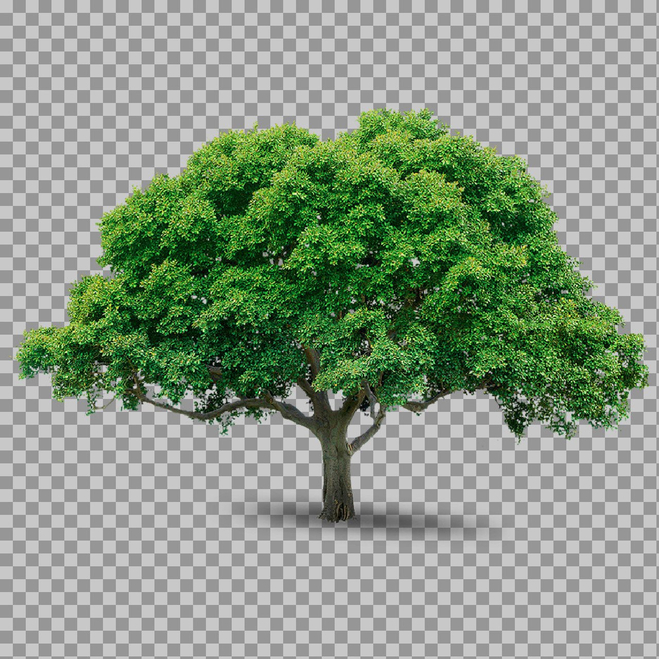 Realistic Green Tree PNG – Transparent Background Tree Image
