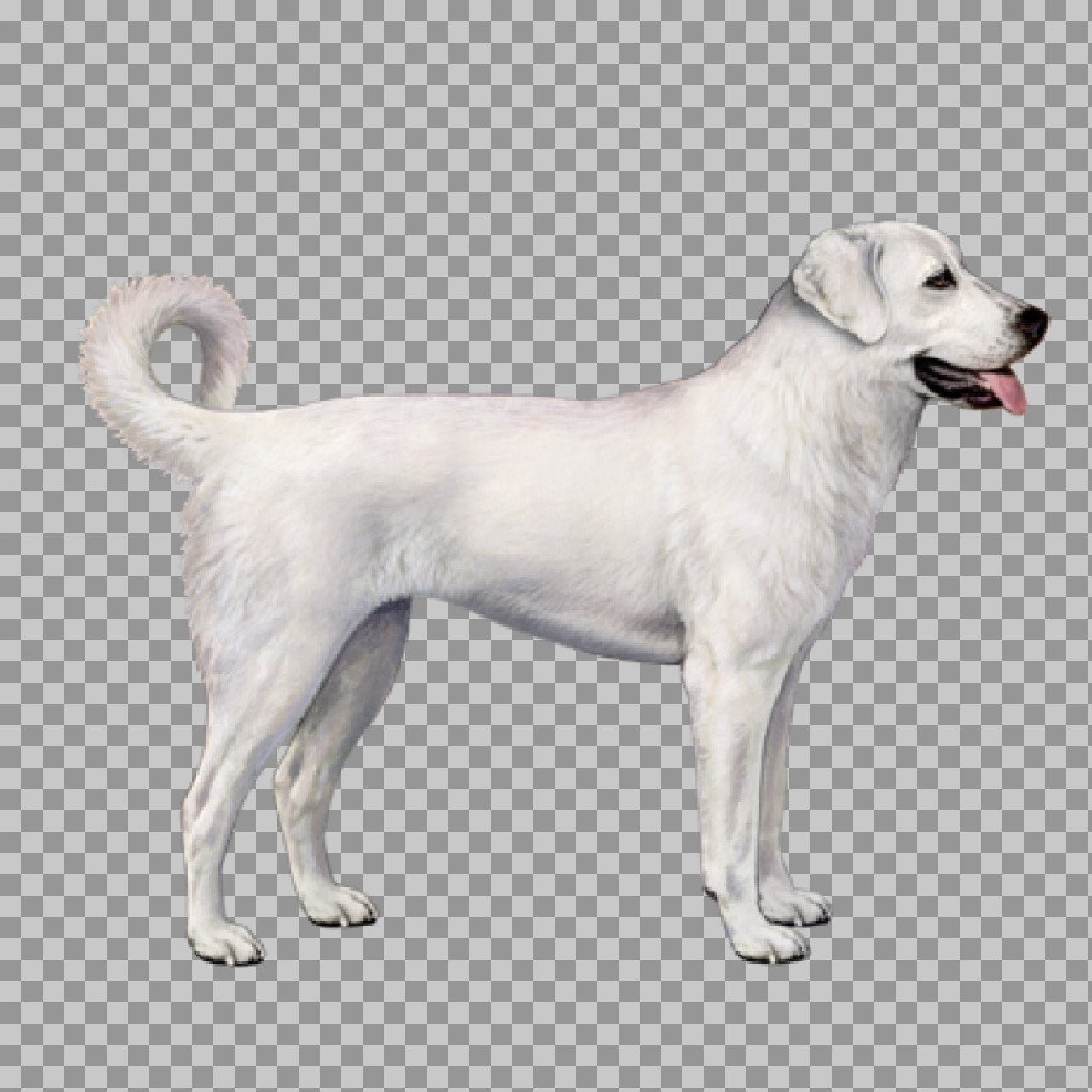 White Livestock Guardian Dog Illustration PNG | Akbash Dog Transparent Image