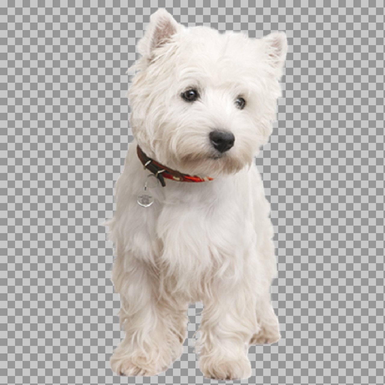 West Highland White Terrier PNG | Cute Westie Dog Transparent Image