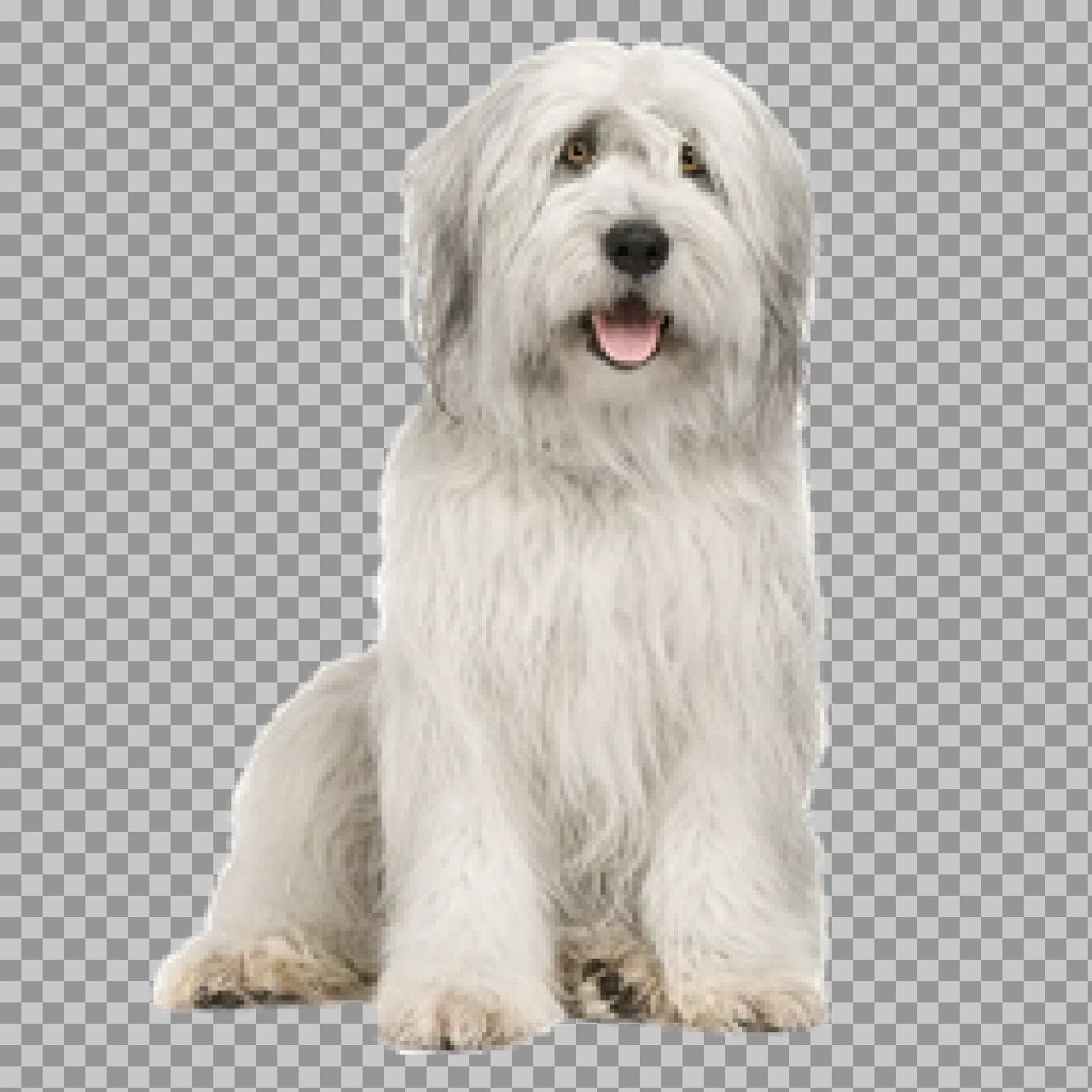 Shaggy Sheepdog PNG | Polish Lowland Sheepdog Transparent Image