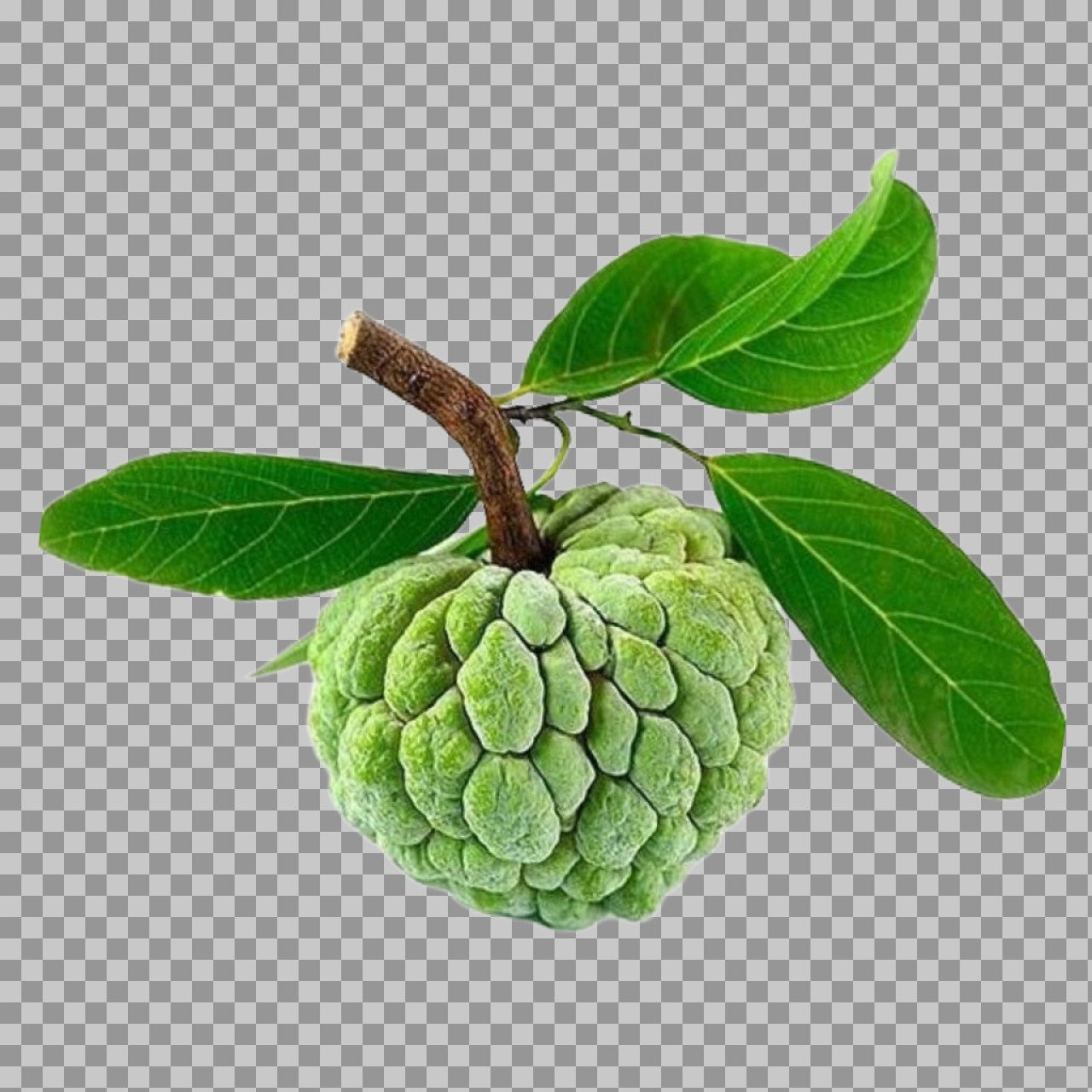 Custard Apple PNG | Fresh Sugar Apple (Sitaphal) with Leaves - Free Transparent Image