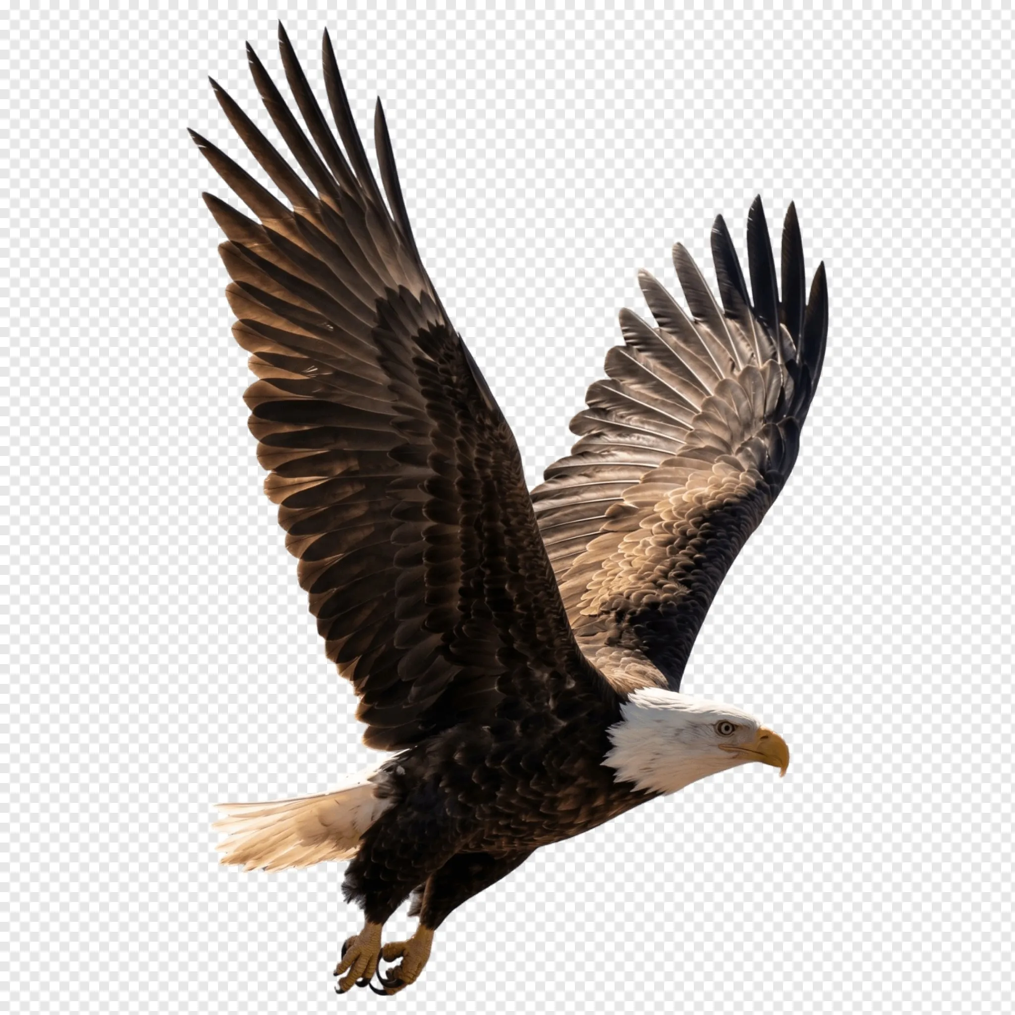 Bald Eagle PNG | Majestic Flying Eagle with Transparent Background