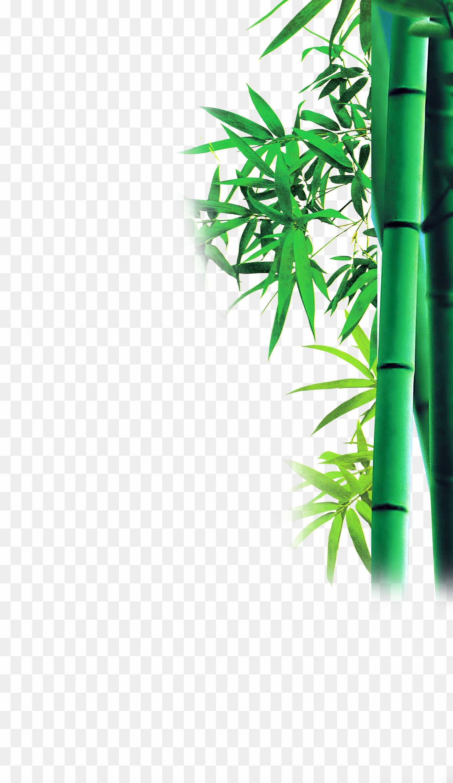 Bamboo PNG images download_ bas PNG images download