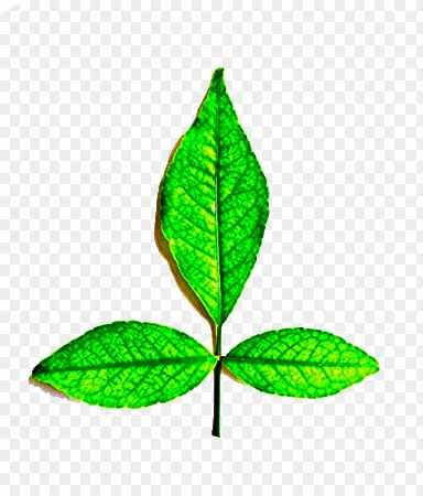 Bel Patra png images_ Bel ka pata png 