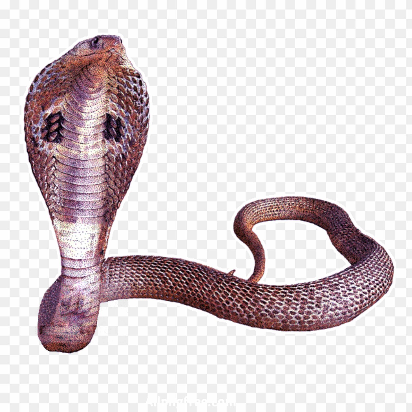 Snake png