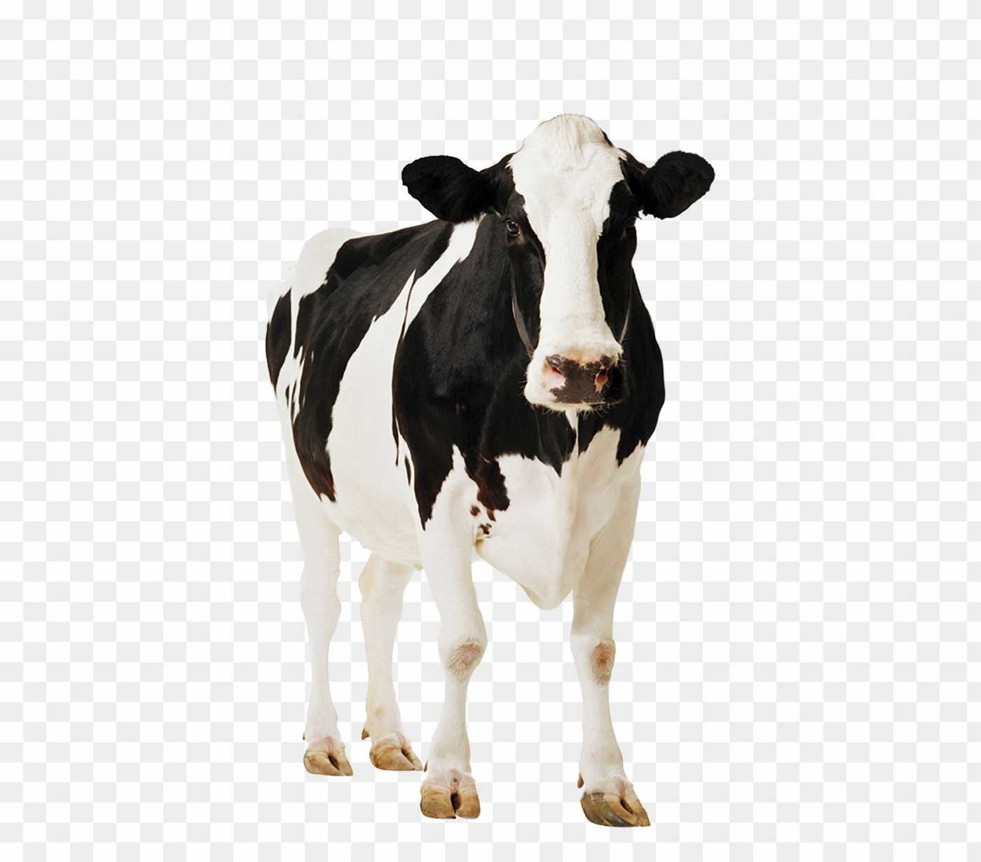 Cow png images