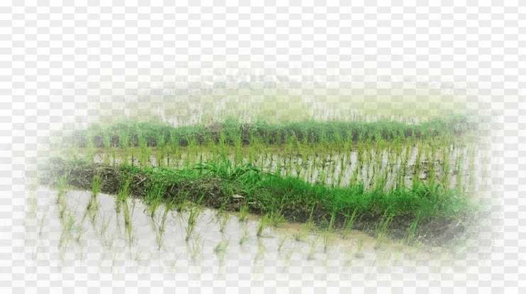 Farm png images Hareli Tihar banner editing png images download 