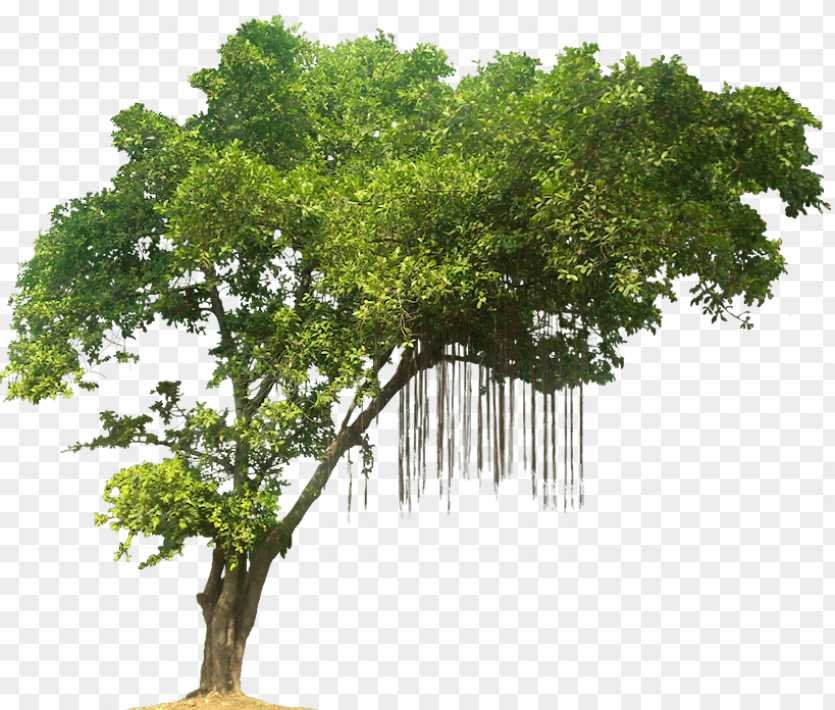 Tree hd PNG images _ Tree png transparent image 